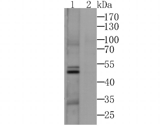 CACNG3 Antibody in Western Blot (WB)