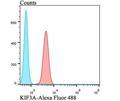 KIF3A Antibody in Flow Cytometry (Flow)