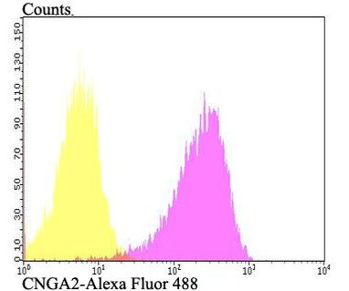 CNGA2 Antibody in Flow Cytometry (Flow)