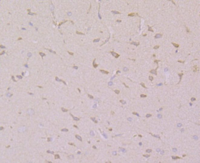 CNGA2 Antibody in Immunohistochemistry (Paraffin) (IHC (P))
