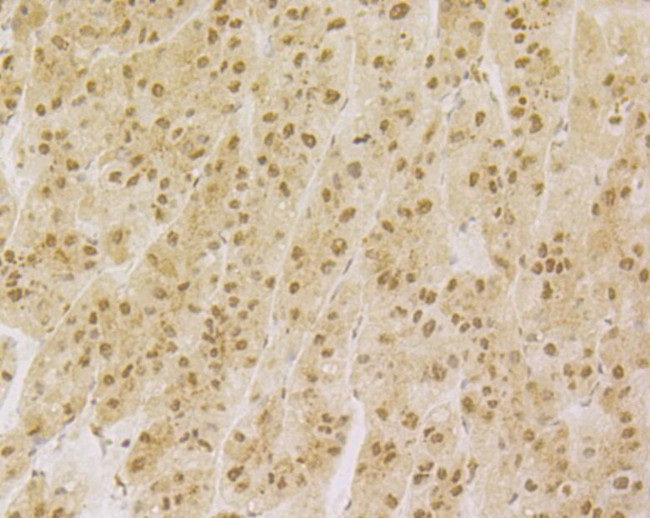 NFIC Antibody in Immunohistochemistry (Paraffin) (IHC (P))