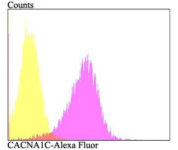 CaV1.2 Antibody in Flow Cytometry (Flow)