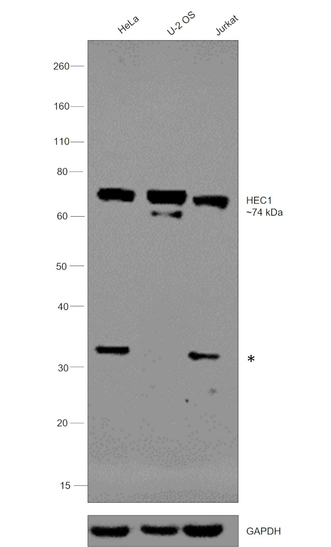 HEC1 Antibody in Western Blot (WB)