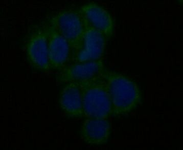 MCU Antibody in Immunocytochemistry (ICC/IF)