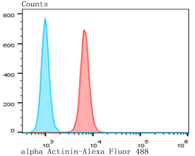 alpha Actinin 1 Antibody in Flow Cytometry (Flow)