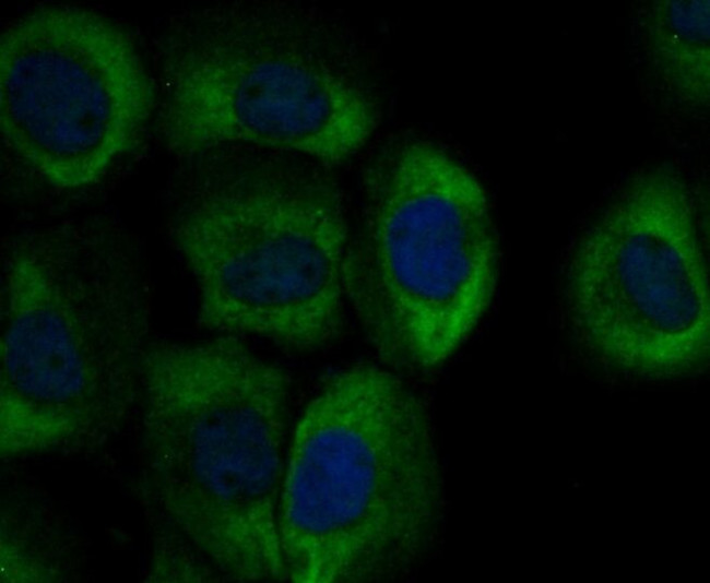 gamma-ENaC Antibody in Immunocytochemistry (ICC/IF)