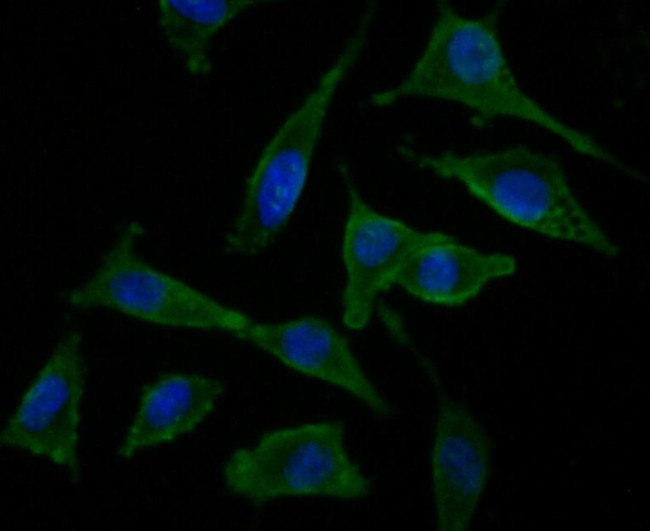 NRCAM Antibody in Immunocytochemistry (ICC/IF)