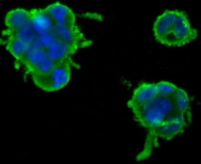 Nephrin Antibody in Immunocytochemistry (ICC/IF)