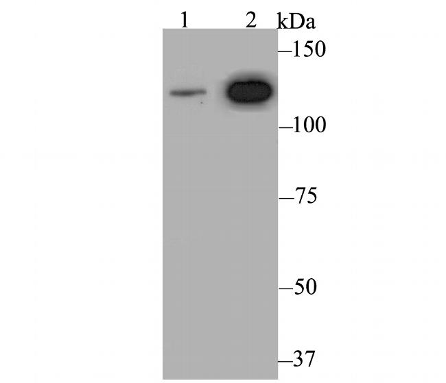 RAD21 Antibody in Western Blot (WB)