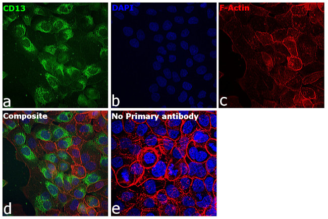 CD13 Antibody in Immunocytochemistry (ICC/IF)