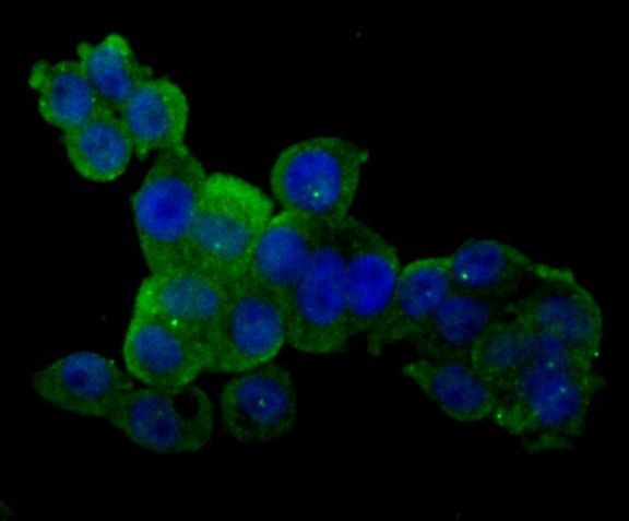 CD13 Antibody in Immunocytochemistry (ICC/IF)