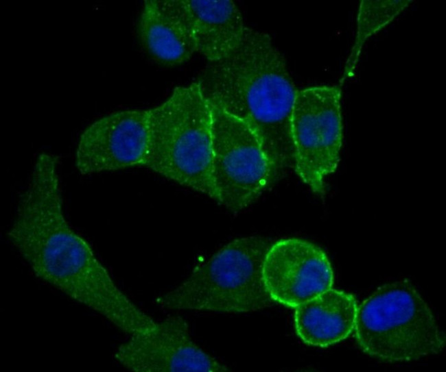 CD13 Antibody in Immunocytochemistry (ICC/IF)