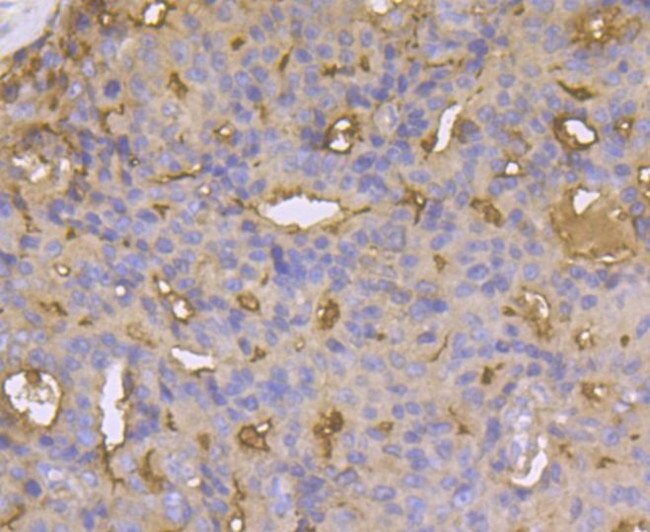 CD13 Antibody in Immunohistochemistry (Paraffin) (IHC (P))