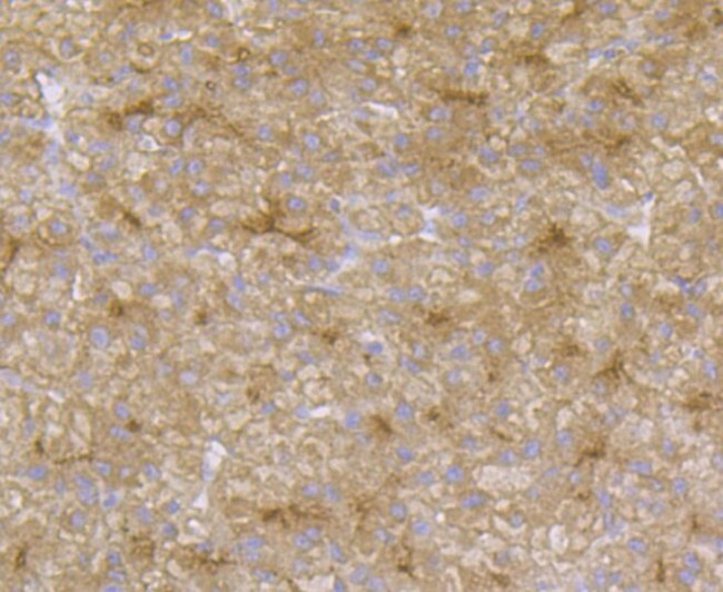 CD13 Antibody in Immunohistochemistry (Paraffin) (IHC (P))