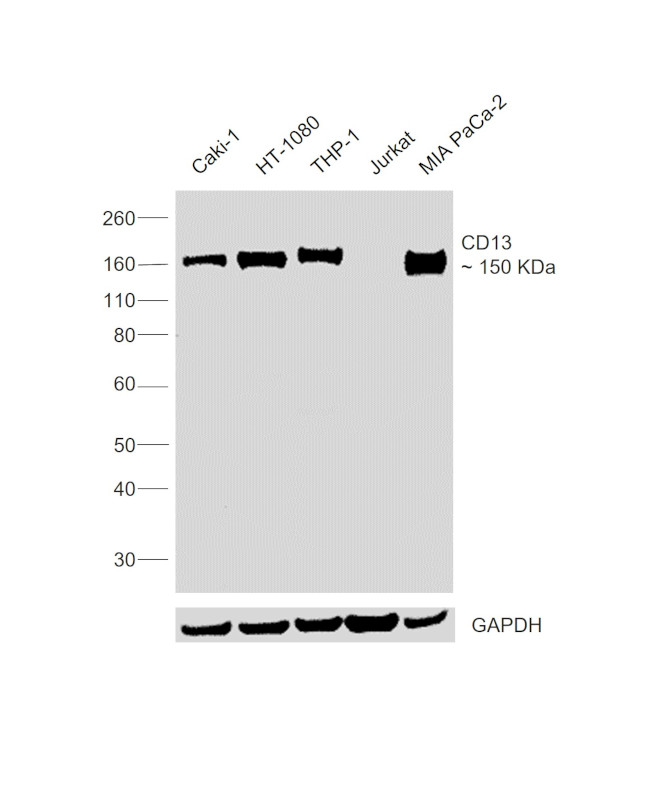 CD13 Antibody