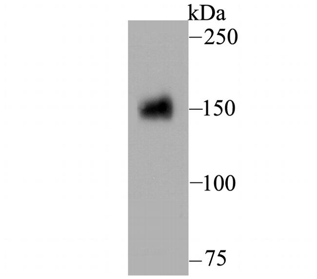 CD13 Antibody in Western Blot (WB)