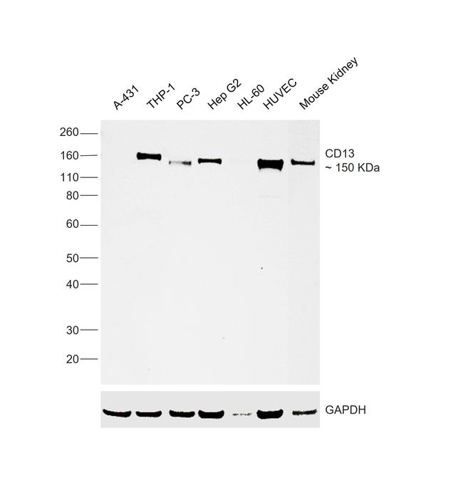 CD13 Antibody in Western Blot (WB)