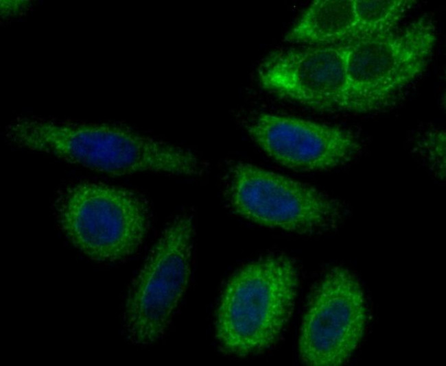 Perforin Antibody in Immunocytochemistry (ICC/IF)