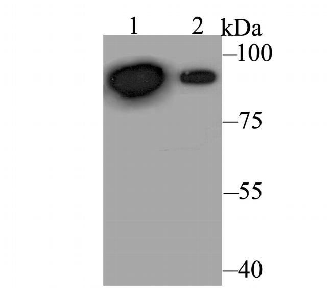 Perforin Antibody in Western Blot (WB)