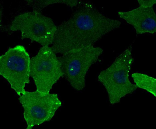 CD99 Antibody in Immunocytochemistry (ICC/IF)