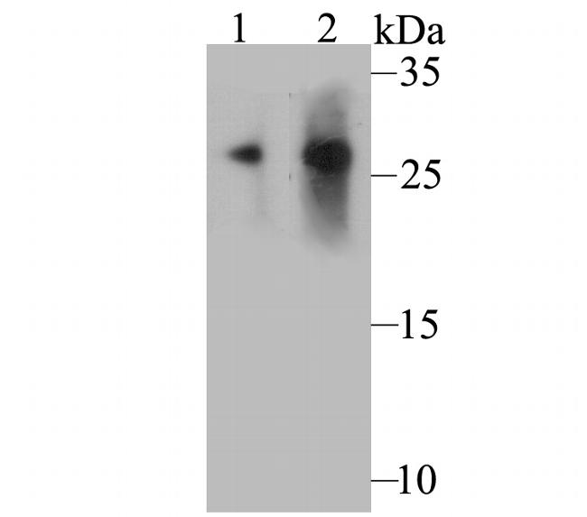 CD99 Antibody in Western Blot (WB)