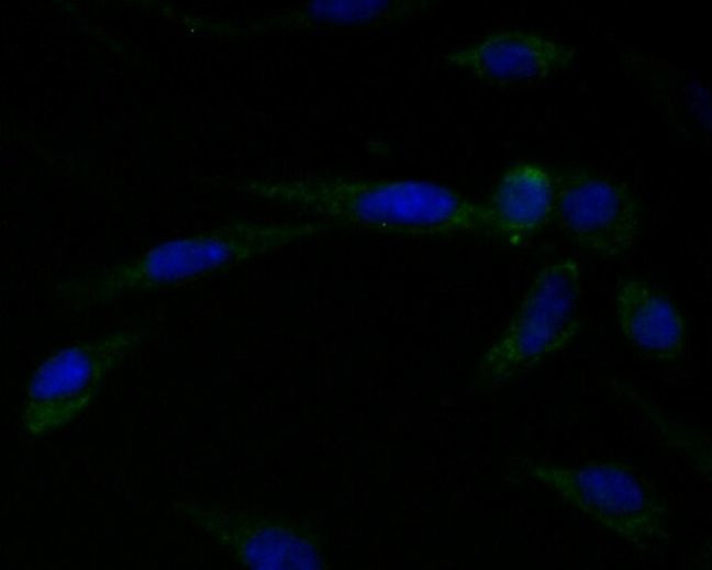 Connexin 45 Antibody in Immunocytochemistry (ICC/IF)