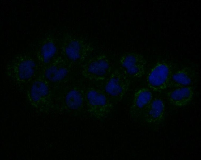 Connexin 45 Antibody in Immunocytochemistry (ICC/IF)