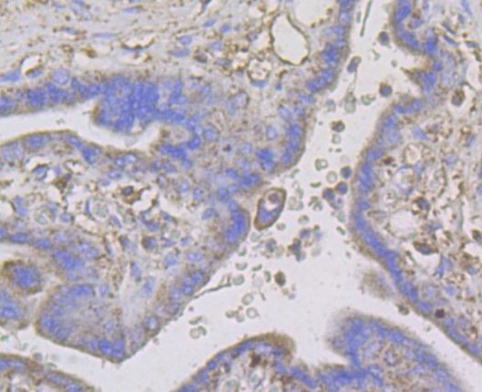 Connexin 45 Antibody in Immunohistochemistry (Paraffin) (IHC (P))