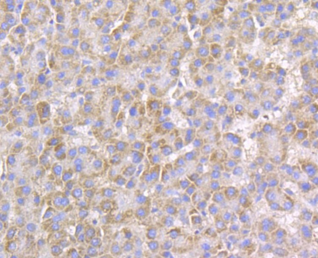 Connexin 45 Antibody in Immunohistochemistry (Paraffin) (IHC (P))