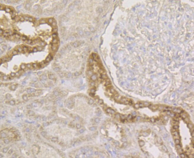 Connexin 45 Antibody in Immunohistochemistry (Paraffin) (IHC (P))