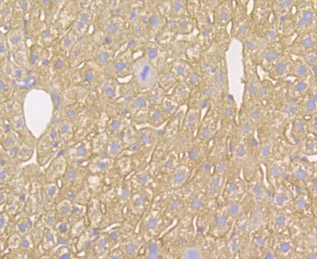 Kir6.2 (KCNJ11) Antibody in Immunohistochemistry (Paraffin) (IHC (P))