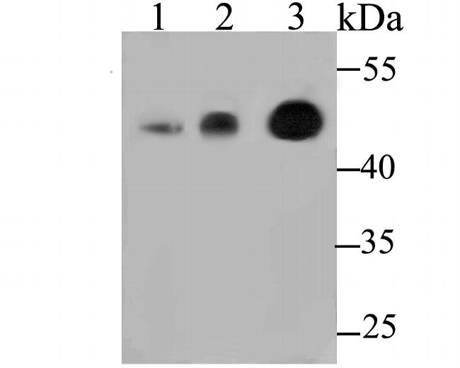 MICU1 Antibody in Western Blot (WB)