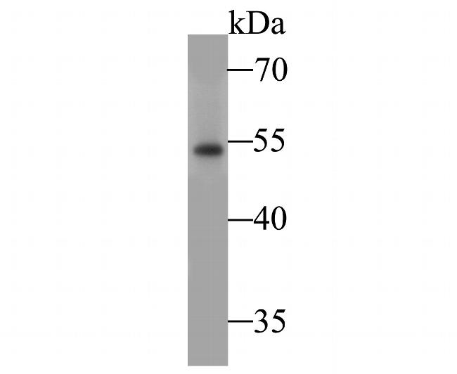 NPY2R Antibody in Western Blot (WB)