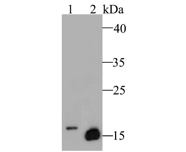 Myoglobin Antibody in Western Blot (WB)