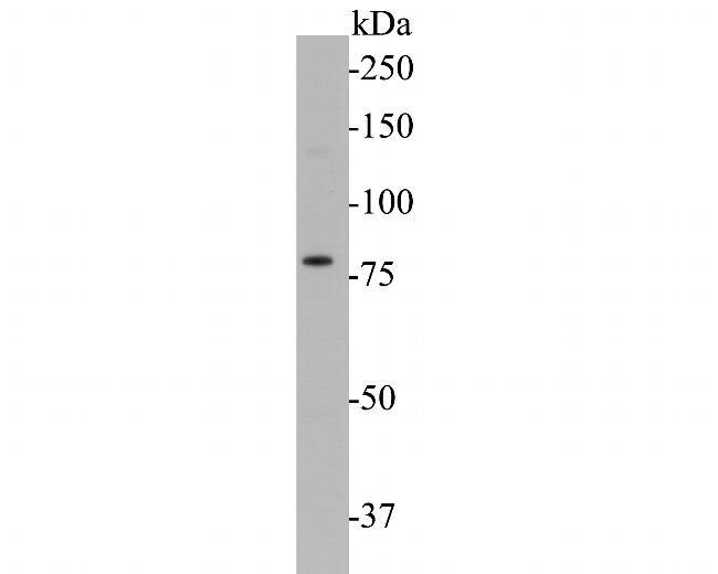 KV1.1 (KCNA1) Antibody in Western Blot (WB)