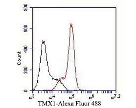 TMX Antibody in Flow Cytometry (Flow)