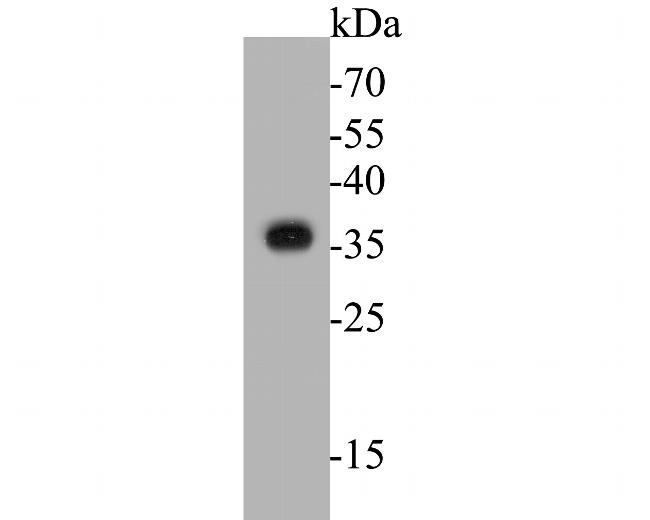 TMX Antibody in Western Blot (WB)