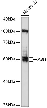 ABI1 Antibody in Western Blot (WB)