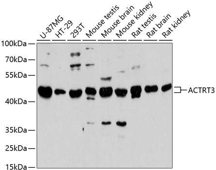 ACTRT3 Antibody in Western Blot (WB)