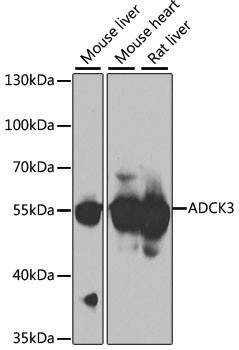 CABC1 Antibody in Western Blot (WB)