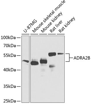 ADRA2B Antibody in Western Blot (WB)