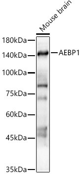 AEBP1 Antibody in Western Blot (WB)