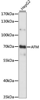 AFM Antibody in Western Blot (WB)