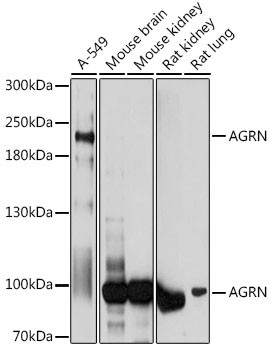 Agrin Antibody in Western Blot (WB)