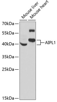 AIPL1 Antibody in Western Blot (WB)