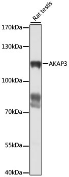 AKAP3 Antibody in Western Blot (WB)