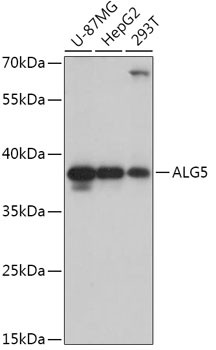 ALG5 Antibody in Western Blot (WB)