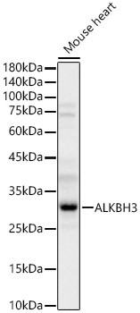 ALKBH3 Antibody in Western Blot (WB)