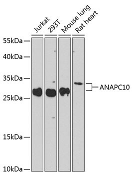 APC10 Antibody in Western Blot (WB)