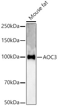 AOC3 Antibody in Western Blot (WB)